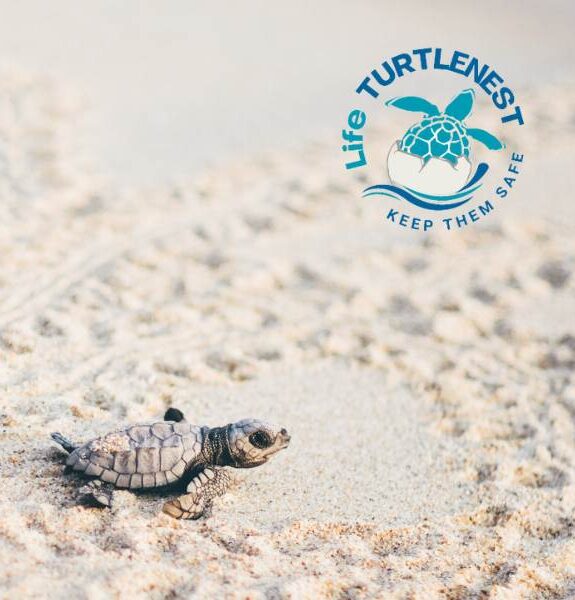 Small sea turtle walking on the sand near tire tracks and the Life Turtlenest logo.