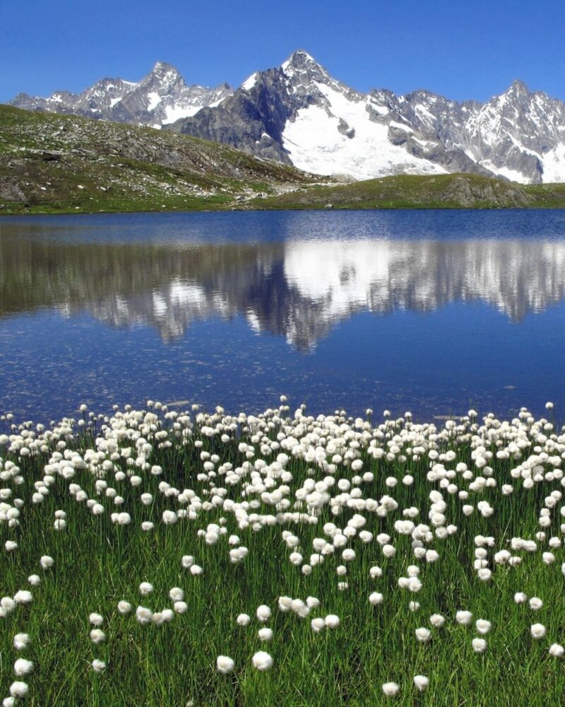Prato di fiori bianchi davanti a un lago che riflette montagne innevate sotto un cielo azzurro.