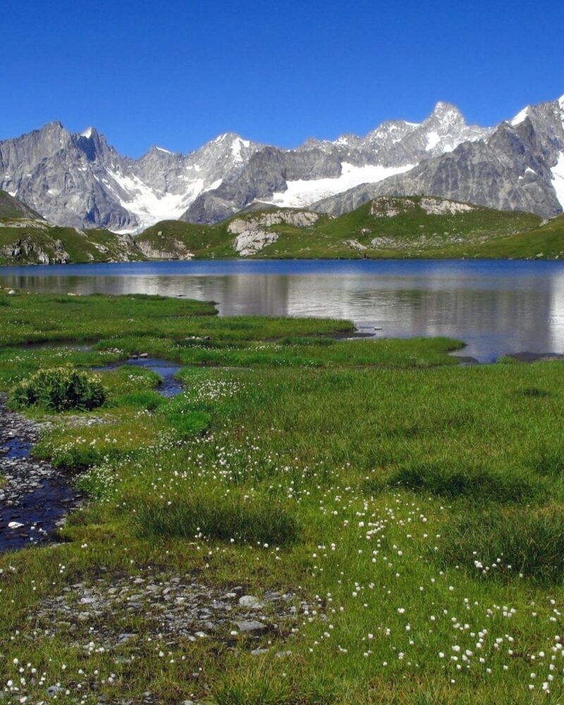 Prato fiorito con piccoli fiori bianchi vicino a un lago alpino e montagne rocciose innevate sullo sfondo.