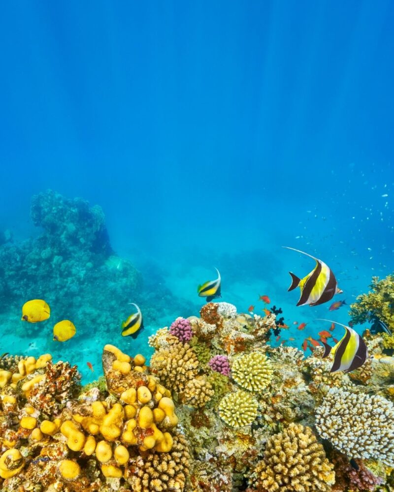 Fondale marino con coralli colorati e pesci tropicali, immersi in acque blu cristalline.