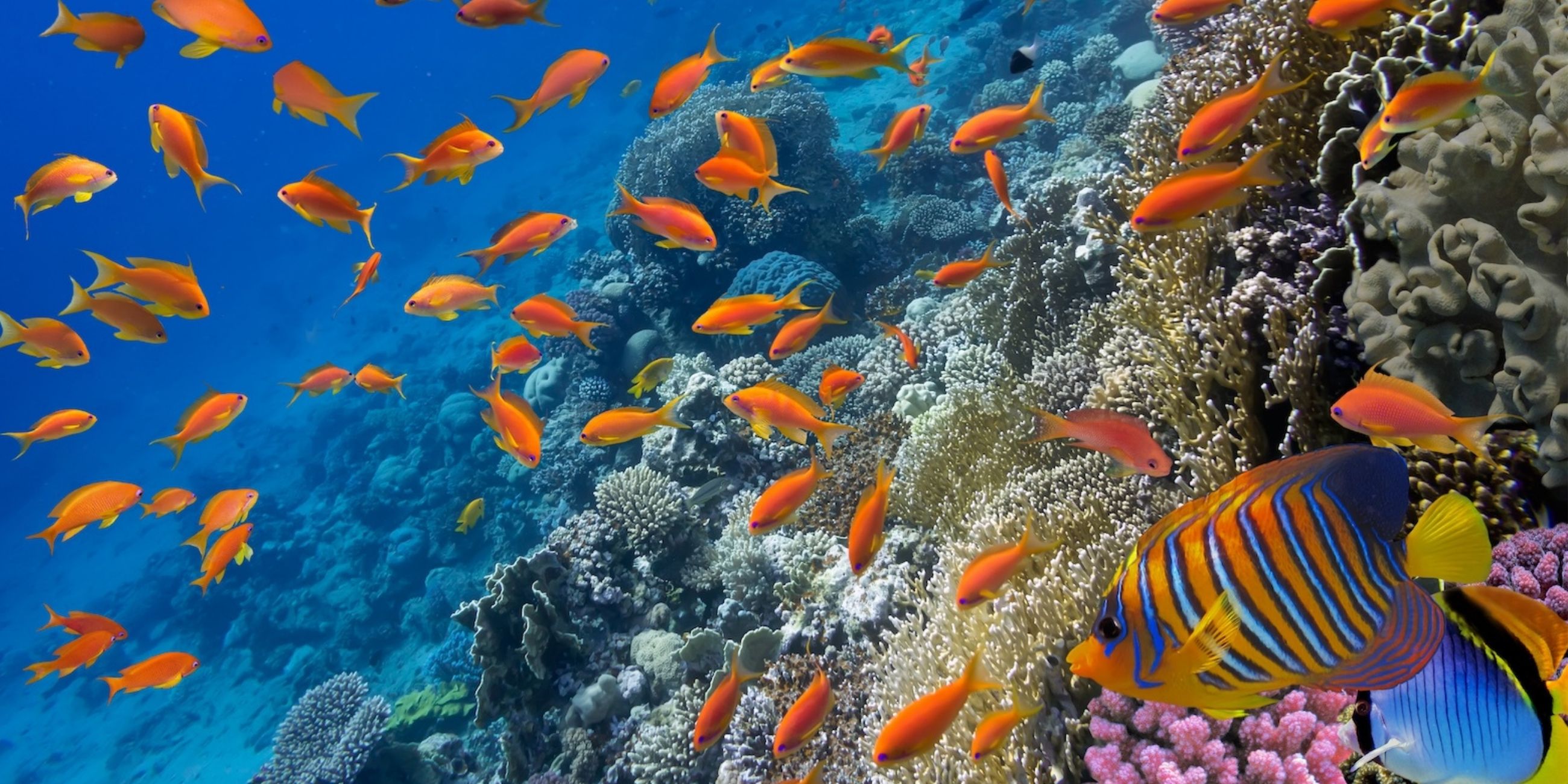 Różnorodne gatunki kolorowych ryb tropikalnych pływają wśród wielobarwnych korali w krystalicznie czystej wodzie.