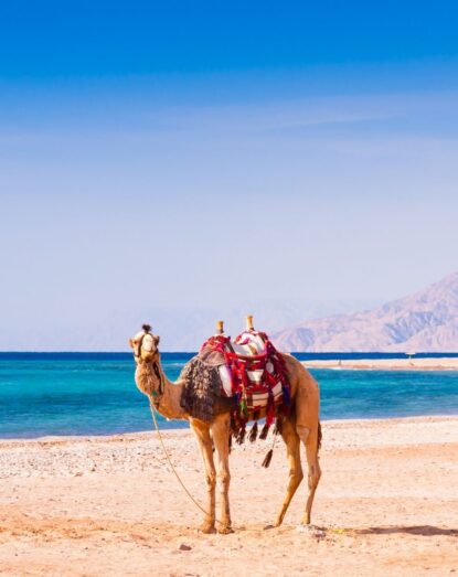 Camel con decorazioni tradizionali su una spiaggia con mare blu e montagne sullo sfondo. Cielo sereno e luminoso.