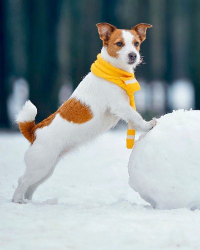 TH-Doggy-Club-Hiver.jpeg
